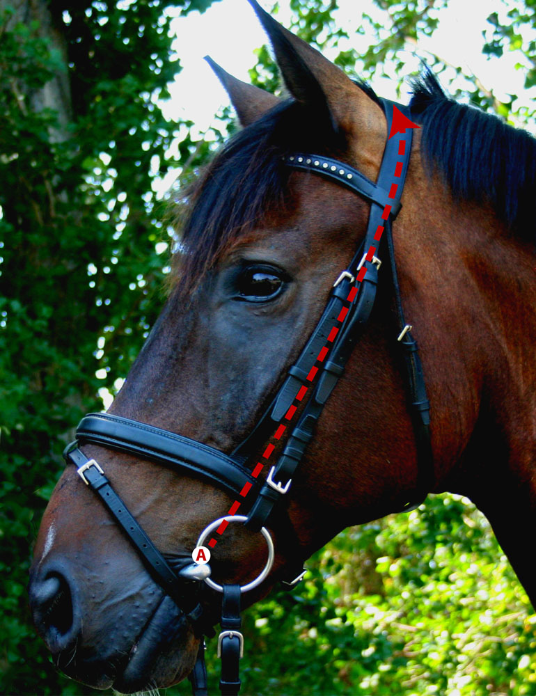 Bridle Measurement Guidelines Schleese