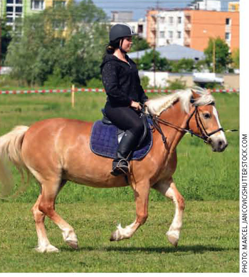 Saddle Fit and the Heavier Rider • Schleese