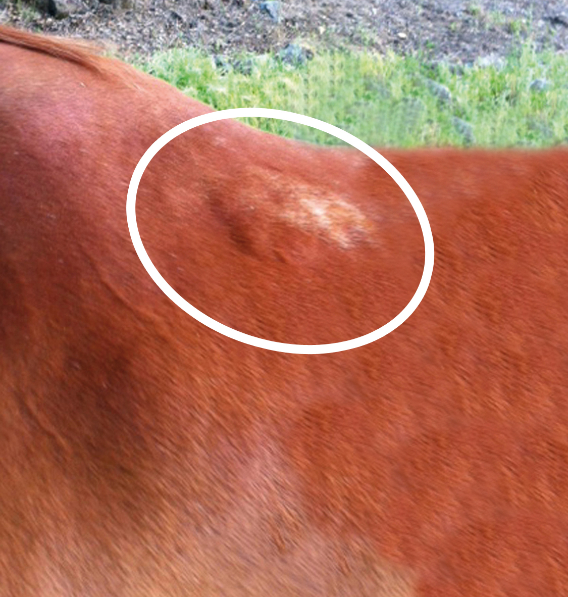 Saddle Fit and Bumps and Blisters • Schleese