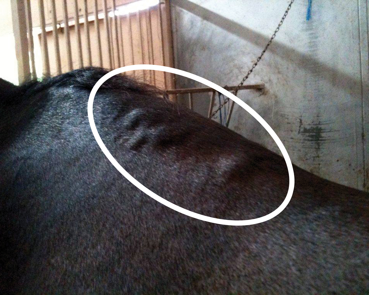 Saddle Fit and Bumps and Blisters • Schleese