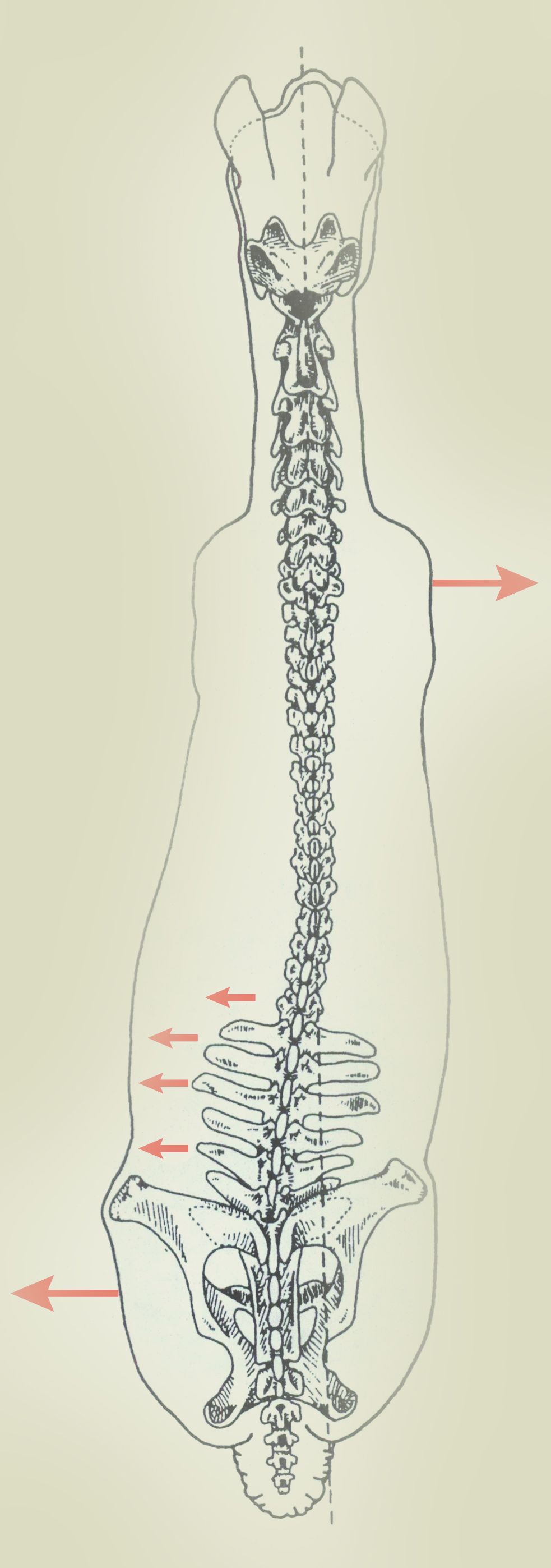 Lameness Causes Saddle Slip? Or Vice Versa? • Schleese