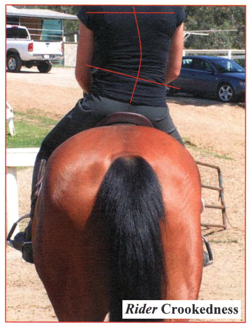 фото спины лошади