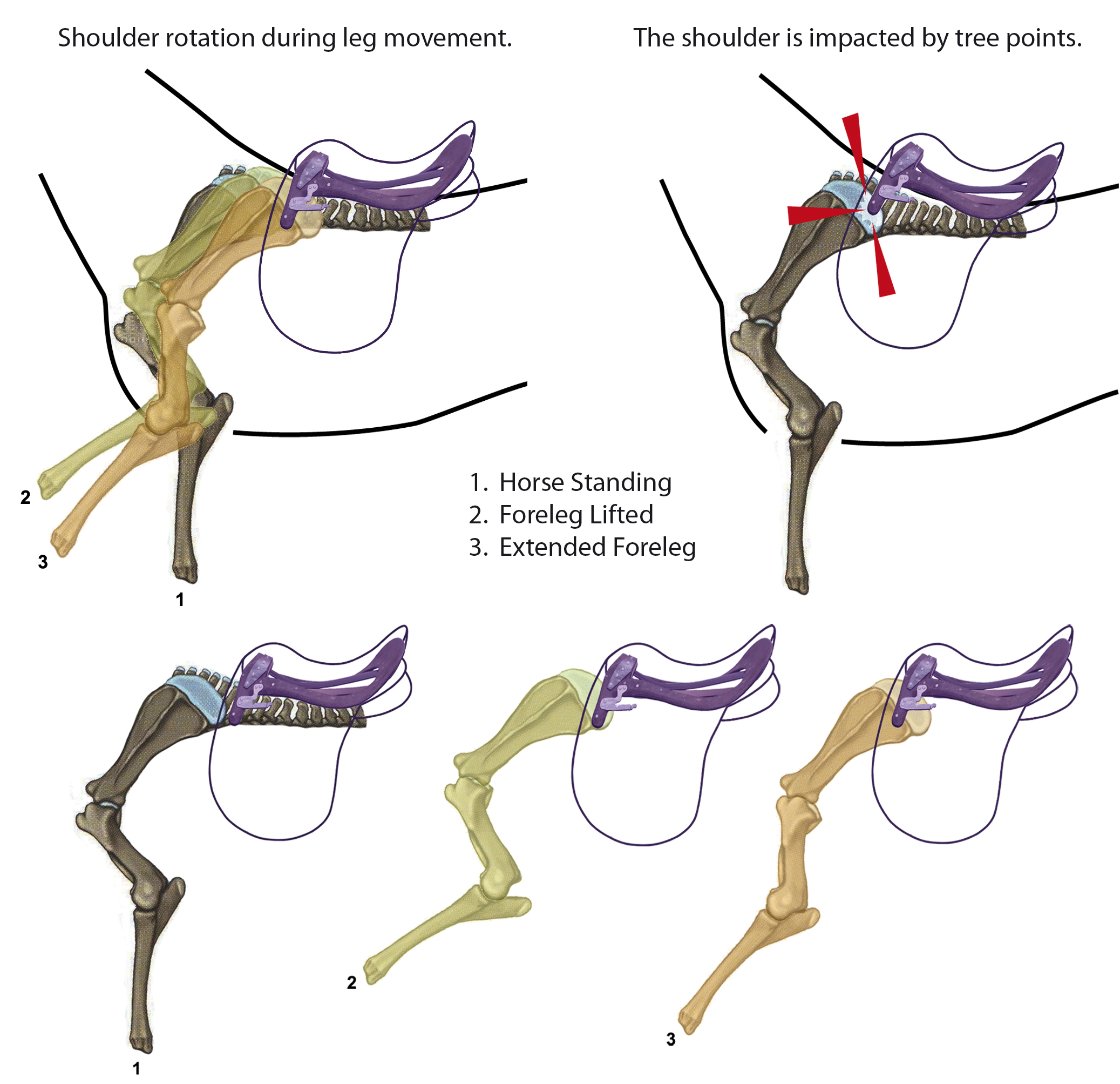 Specialized saddle fitting guide sale