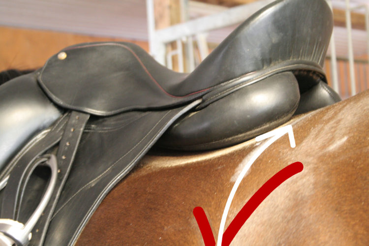Saddle Fit / Saddle Length How Long is Too Long? Tip 7 • Schleese