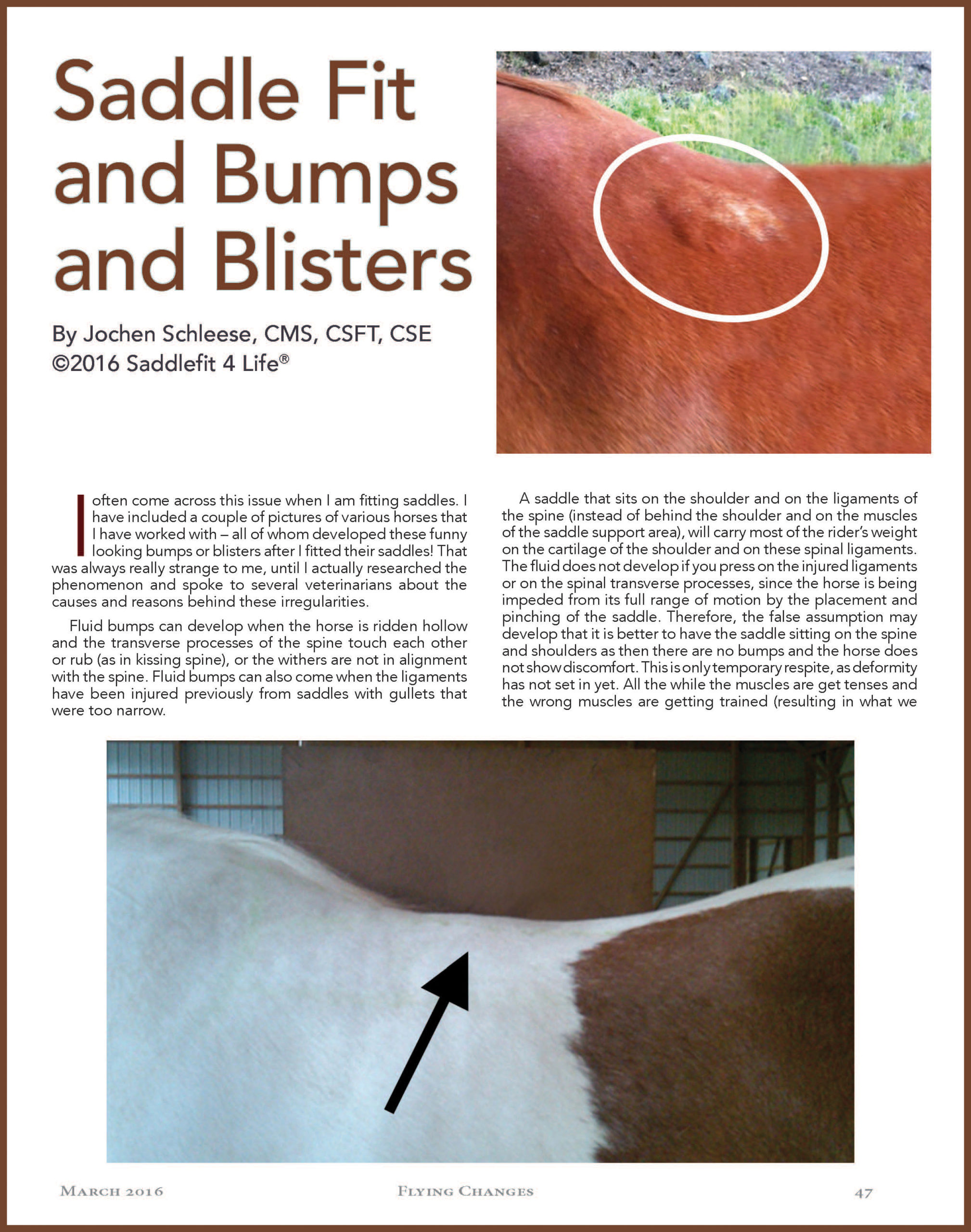 Saddle Fit and Bumps and Blisters • Schleese