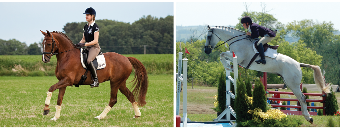 Saddle Fit and the Various Disciplines • Schleese