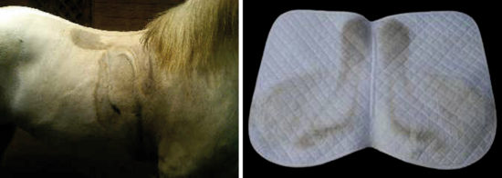 Here we see an excellent sweat and dust pattern from a correctly fitted saddle.