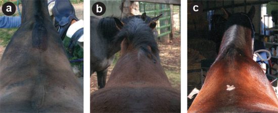 About 70% of horses are more strongly muscled on the left as in (a); about 10% are evenly muscled as in (b); the remaining 20% show a more muscled right side as in (c).
