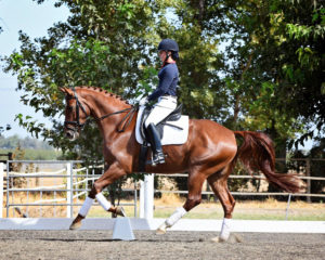 Photo by Tamara courtesy of Christiane Noelting Dressage Centre, CA.