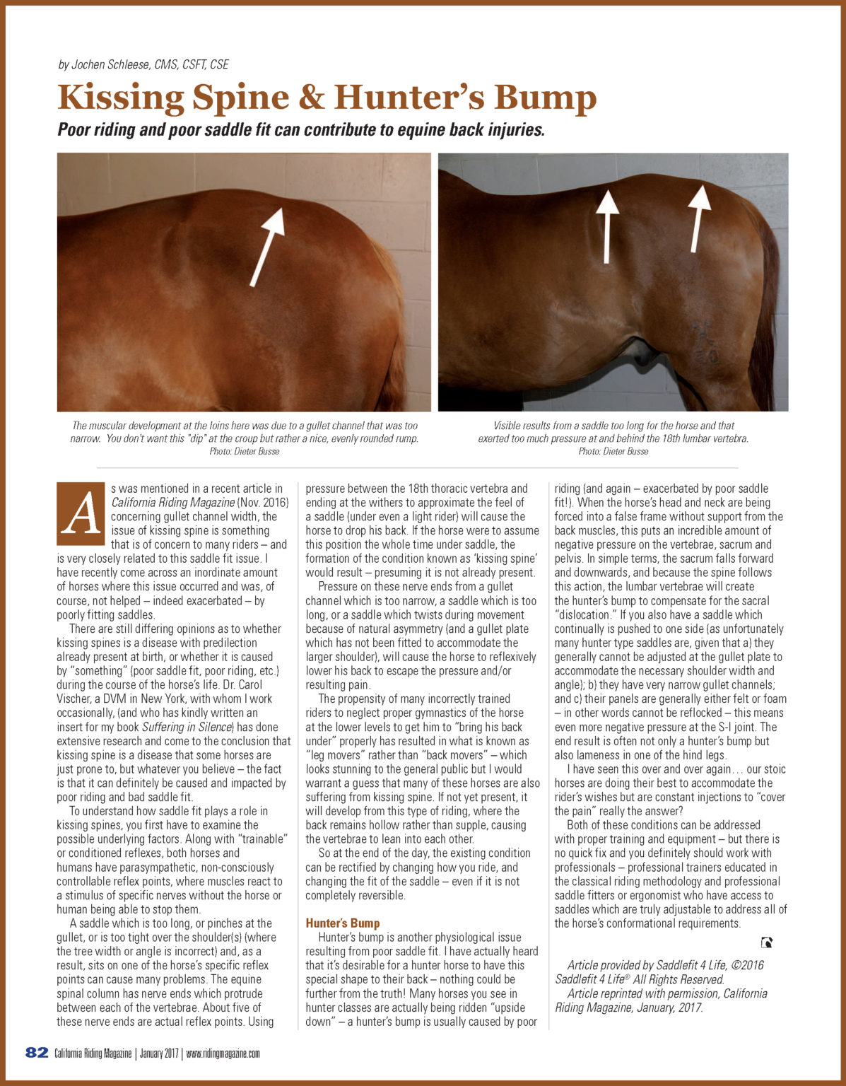 Kissing Spine & Hunter's Bump Poor riding and poor saddle fit can