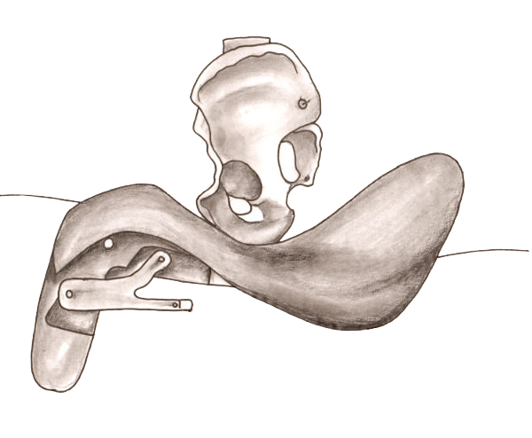 p 190 Female Pelvis on Saddle