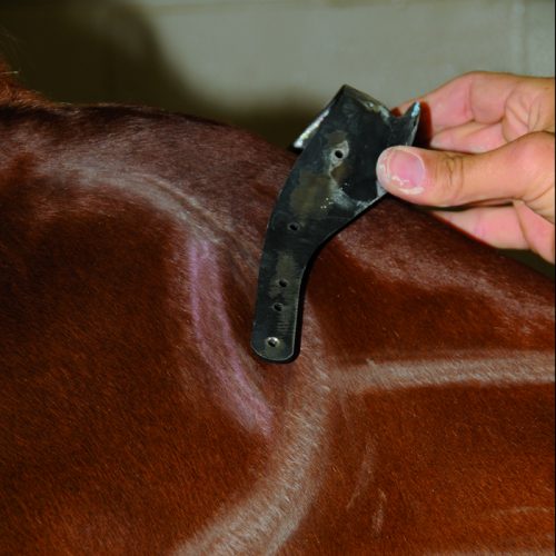 Forward Facing Tree Point