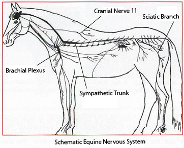 Schematic Equine Nervous System showing Cranial Nerve 11