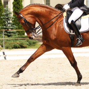 Hyperflexion at the extended trot.