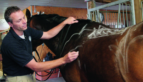 Jochen drawing important reference marks on horse - Website use only