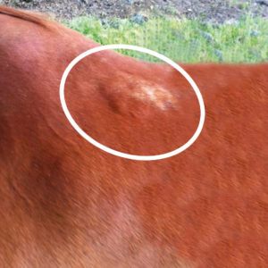 Fluid filled bumps and white hairs caused by poorly fitted saddle.
