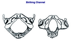 Female pelvis (left) - bottom view showing seat bones much wider apart than on a male pelvis.