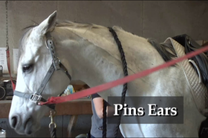 Horse Pinning Ears Back