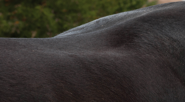 Photo shows muscle atrophy at the loin area - paradoxically caused by an incorrectly fitted gullet plate, which seated the rider too far back and creating excessive pressure in this area.