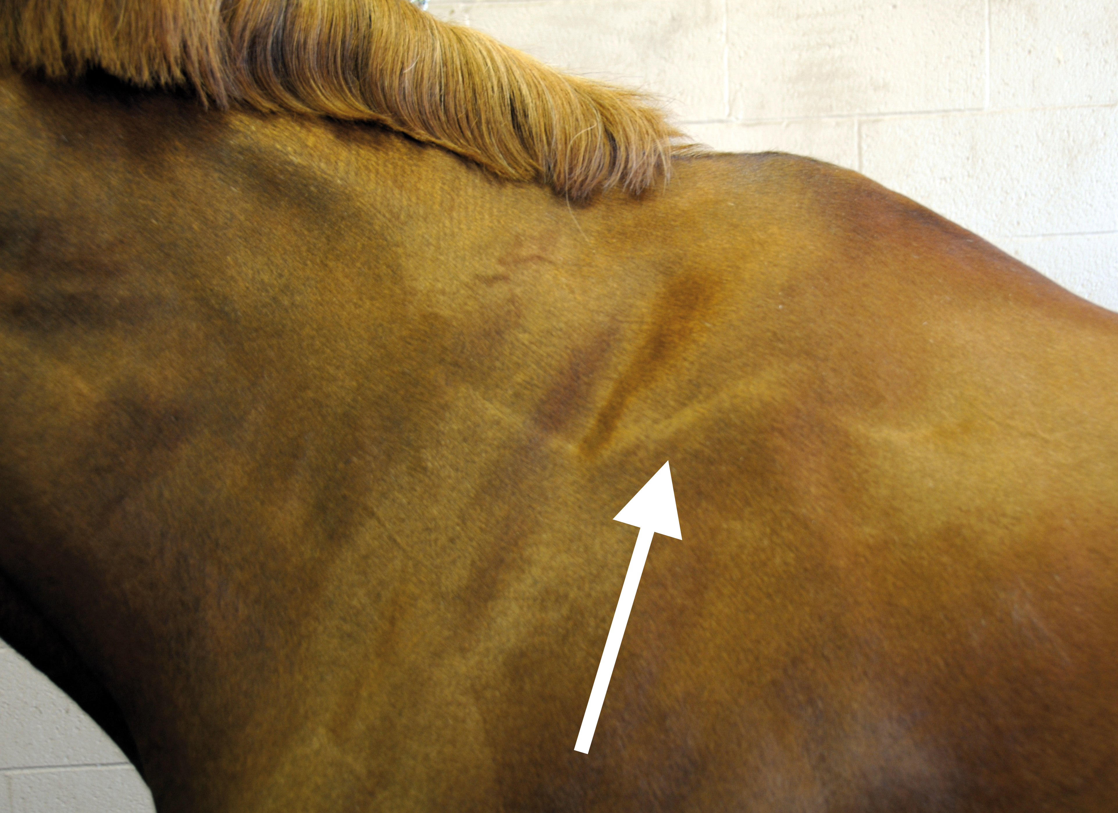 An incorrectly fitted gullet plate puts constant pressure on the side of the withers, resulting in the formation of this stress line due to the 'defensive' contraction of the trapezius muscle.