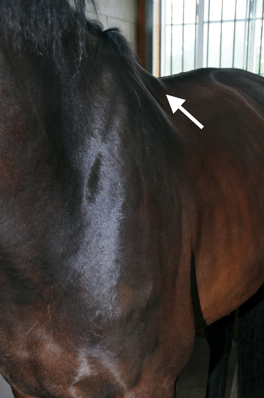 The trapezius muscle can be inflamed from an incorrectly angled tree point/gullet, resulting in this bulge and nearby hollow behind the withers.