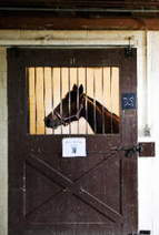 Horses kept in stalls - cropped