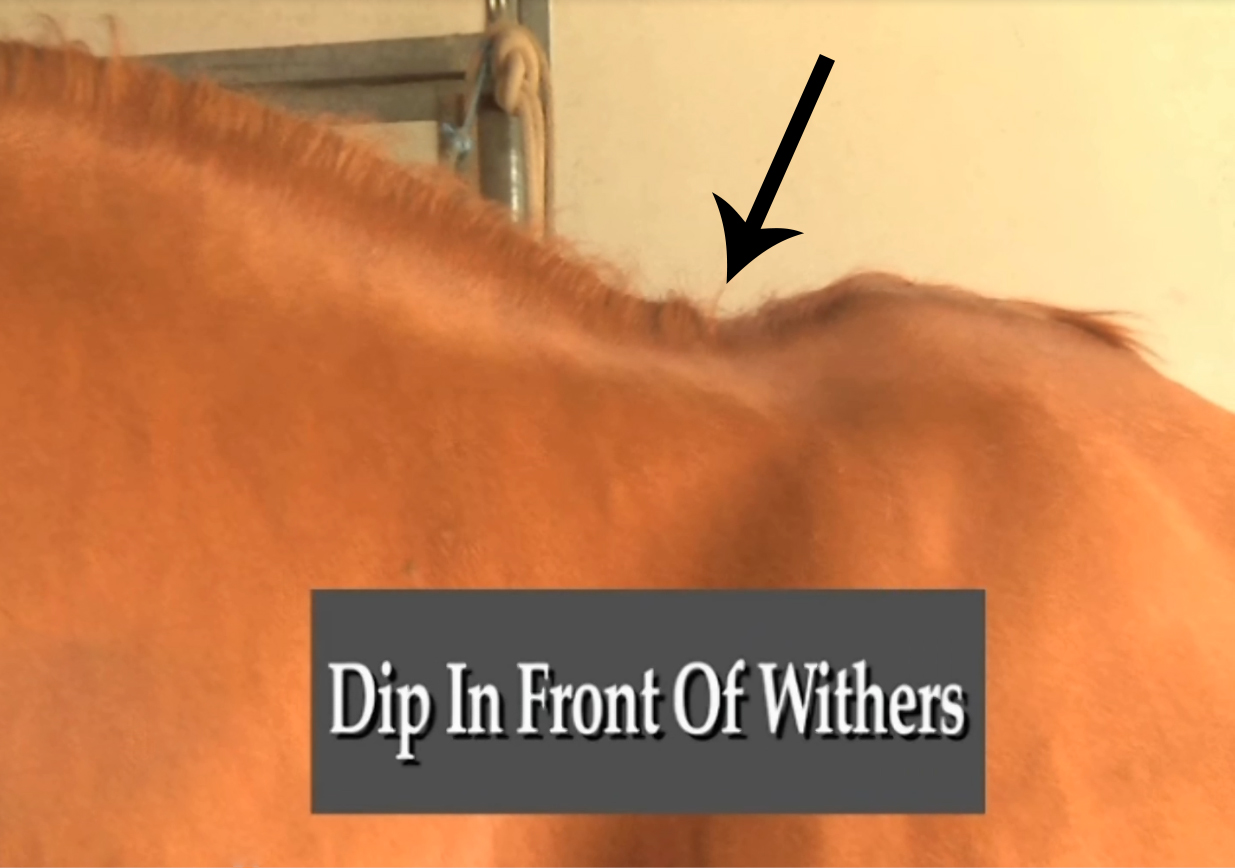 Dip in front of withers