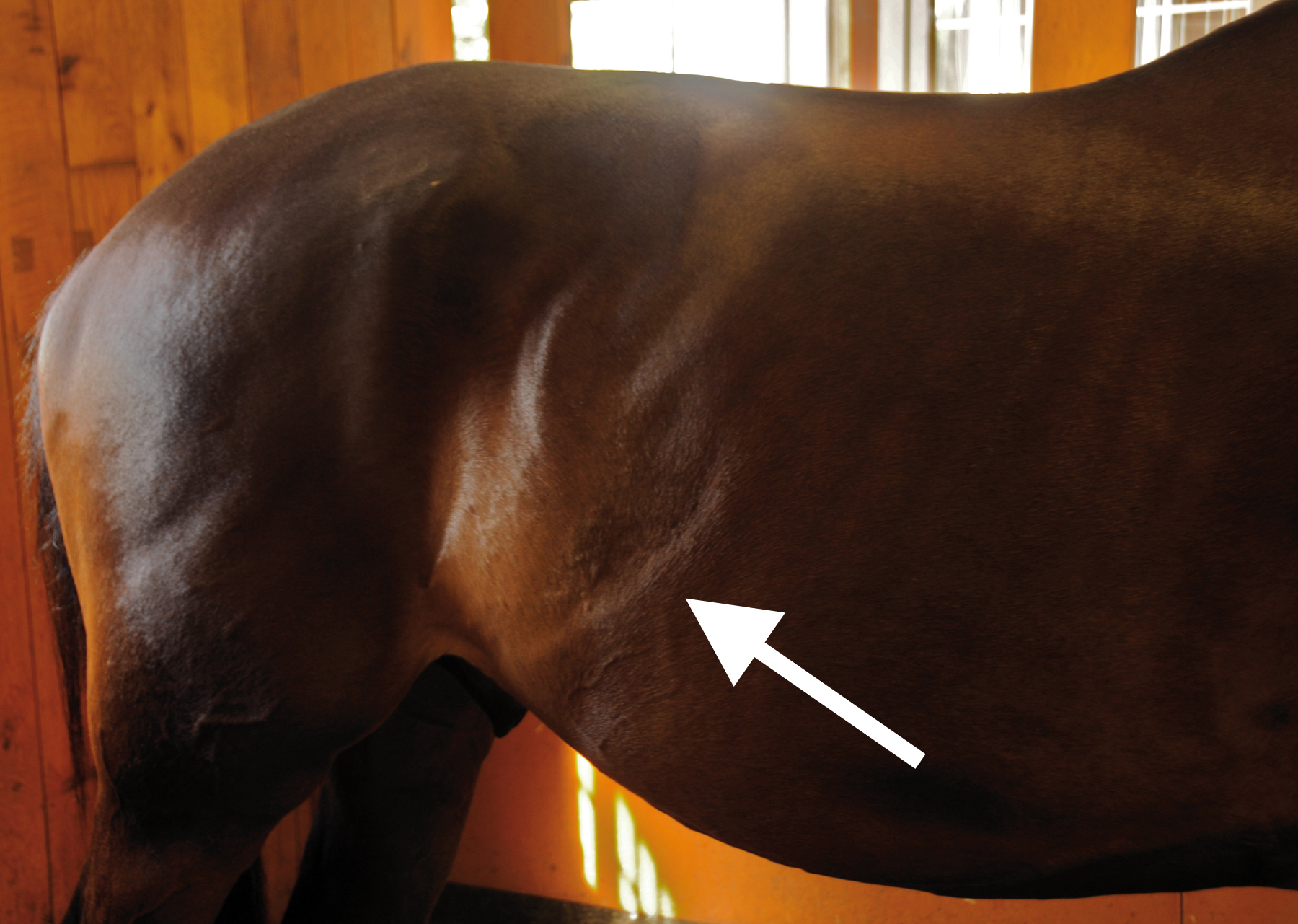 Constant muscular contraction results in incorrect definition at the flank - caused either by a saddle sitting on the withers or from one that presses down on the spinal column.