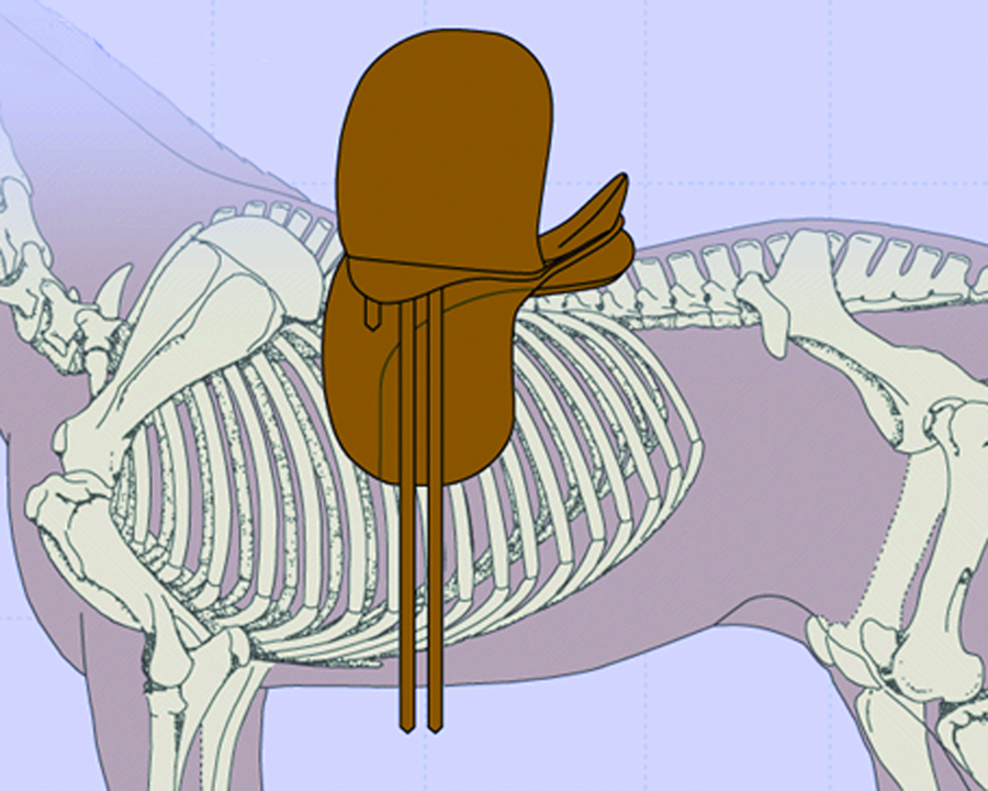 This saddle is positioned behind the shoulder but a) is too long for the horse’s back as it extends past the 18th thoracic vertebra and b) the billets are too far back and will pull the saddle onto the shoulder in motion.