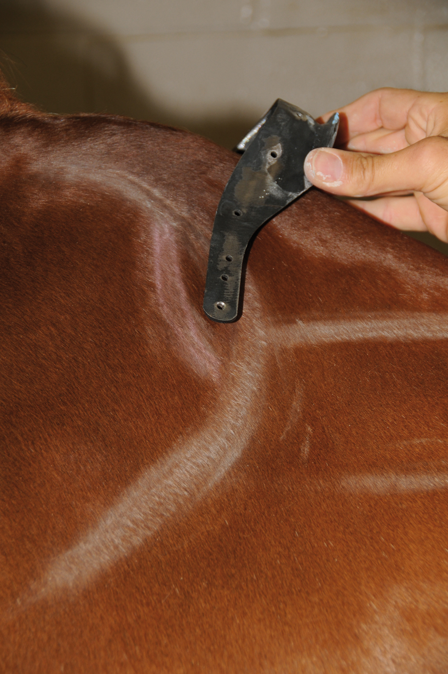 This photo shows a gullet plate with forward-facing tree points, which impacts the shoulder cartilage even if the saddle is positioned correctly behind the shoulder blade.