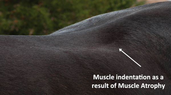 Muscle atrophy (indentations) underneath or just behind the saddle panel.