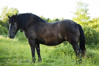 overweight-black-horse-in-pasture