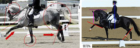 Incorrect movements in Dressage: 'Show Trot' with exaggerated movement in front and lack of engagement from behind.