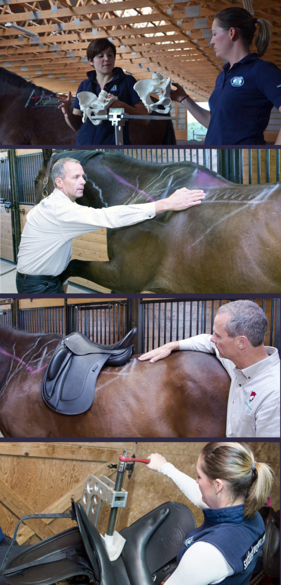 Saddle Fitting Demos - Collage